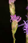 Smallhead blazing star